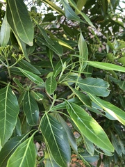 Coptosperma rhodesiacum