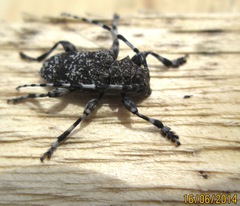 Aegomorphus clavipes