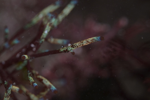 Representative image of Chondria scintillans