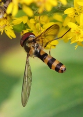 Meliscaeva cinctella image