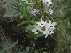 Dendrobium nobile