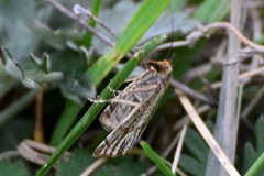 Thisanotia chrysonuchella