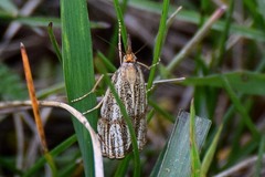 Thisanotia chrysonuchella