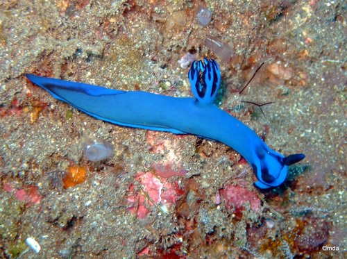 Gloomy Nudibranch — seen at this dive site