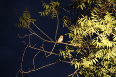 Micrathene whitneyi