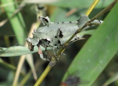 Lichenomorphus carlosmendesi