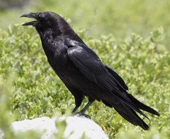 Corvus corax sinuatus