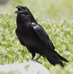 Corvus corax sinuatus