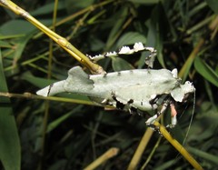 Lichenomorphus carlosmendesi