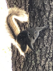 Sciurus carolinensis