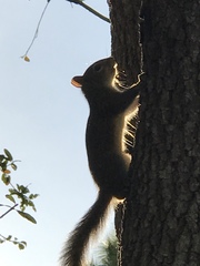 Sciurus carolinensis