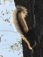 Sciurus carolinensis