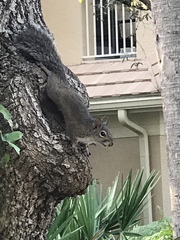 Sciurus carolinensis