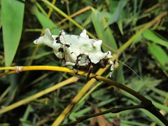 Lichenomorphus carlosmendesi