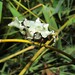 Lichenomorphus carlosmendesi - Photo no hay derechos reservados, subido por Kahio T. Mazon