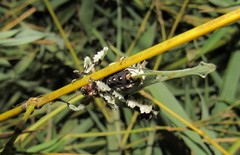 Lichenomorphus carlosmendesi