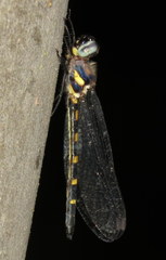 Cordulephya pygmaea