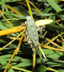 Lichenomorphus carlosmendesi