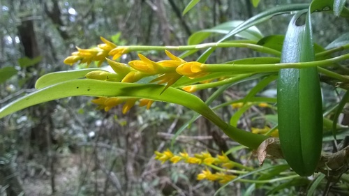 Bulbophyllum auriflorum