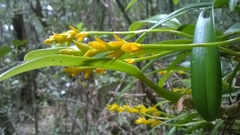 Bulbophyllum auriflorum image