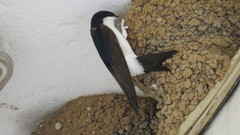 Delichon urbicum