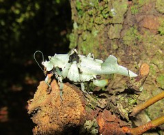 Lichenomorphus carlosmendesi