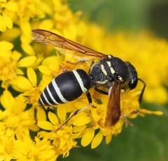 Ancistrocerus catskill
