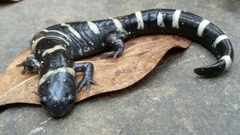Ambystoma annulatum