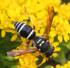 Ancistrocerus catskill