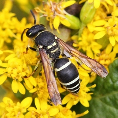 Ancistrocerus catskill