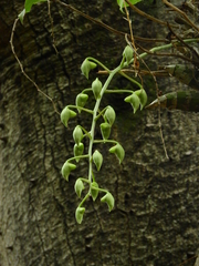 Catasetum