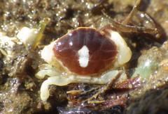 Cycloxanthops novemdentatus