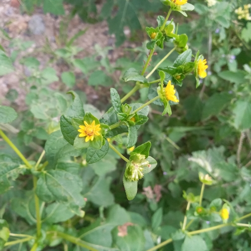 Image of Melampodium perfoliatum by no rights reserved