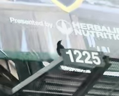 Corvus brachyrhynchos