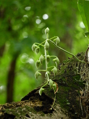 Catasetum