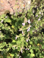 Aeollanthus buchnerianus