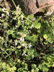 Aeollanthus buchnerianus