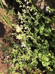 Aeollanthus buchnerianus