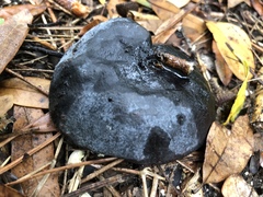 Enterolobium contortisiliquum