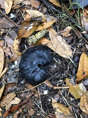 Enterolobium contortisiliquum