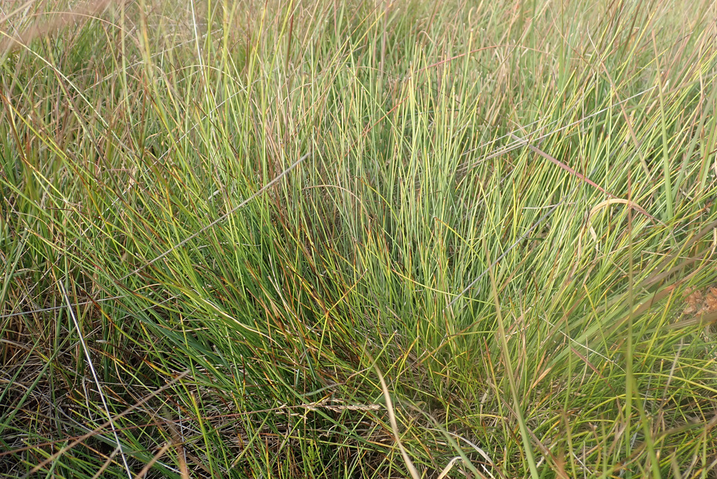 Tufted Bulrush from Beringen, België on September 29, 2023 at 10:15 AM ...