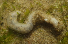 Leptosynapta albicans