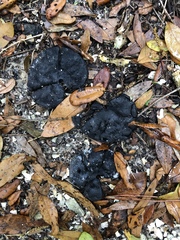 Enterolobium contortisiliquum