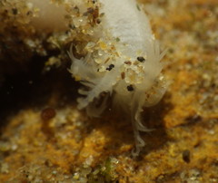 Leptosynapta albicans