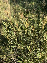 Euclea linearis