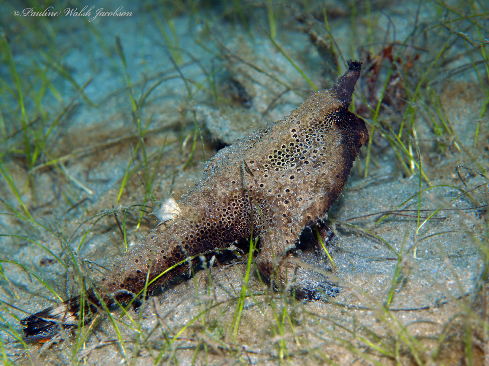 Shortnose Batfish