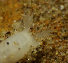 Leptosynapta albicans