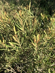 Euclea linearis