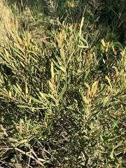 Euclea linearis