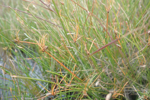 Image of Eleocharis multicaulis by (c) Thomas Gyselinck, some rights reserved (CC BY)
